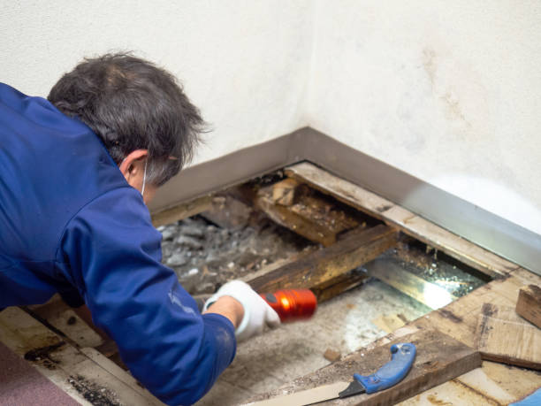 Best Mold Remediation  in Lakehurst, NJ