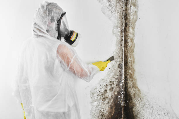 Best Crawl Space Mold Removal  in Lakehurst, NJ