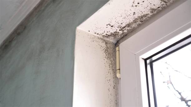 Best Black Mold Removal  in Lakehurst, NJ
