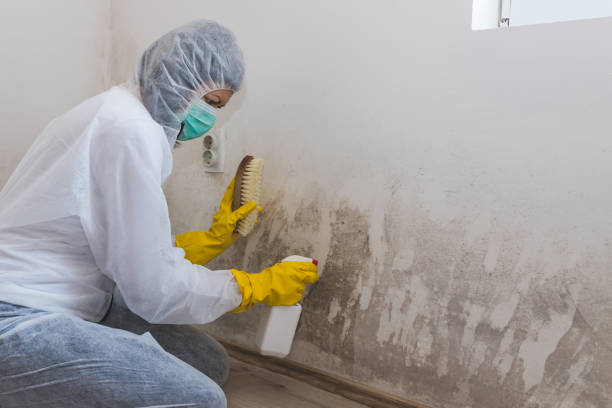 Best Emergency Mold Removal  in Lakehurst, NJ