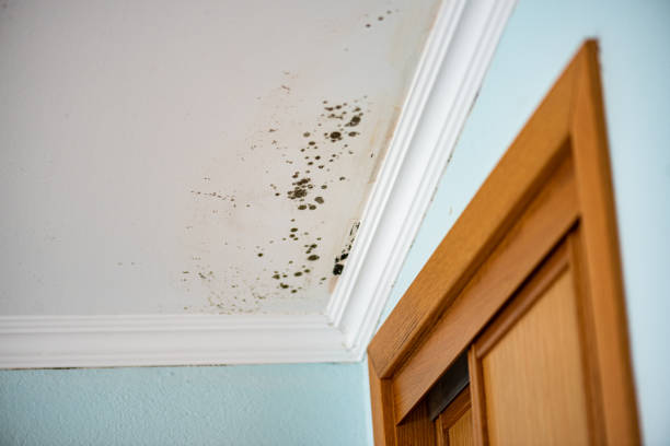 Best Certified Mold Removal  in Lakehurst, NJ
