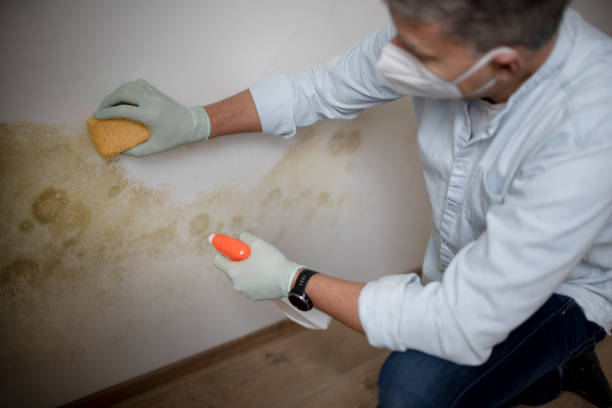 Best Mold Testing  in Lakehurst, NJ