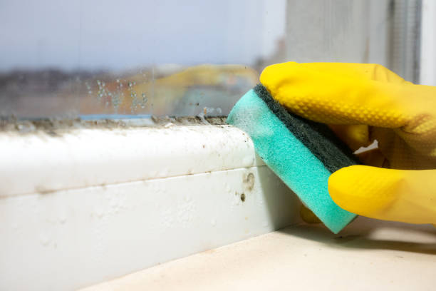 Best Affordable Mold Removal  in Lakehurst, NJ