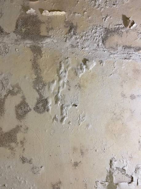 Best Same-Day Mold Removal  in Lakehurst, NJ