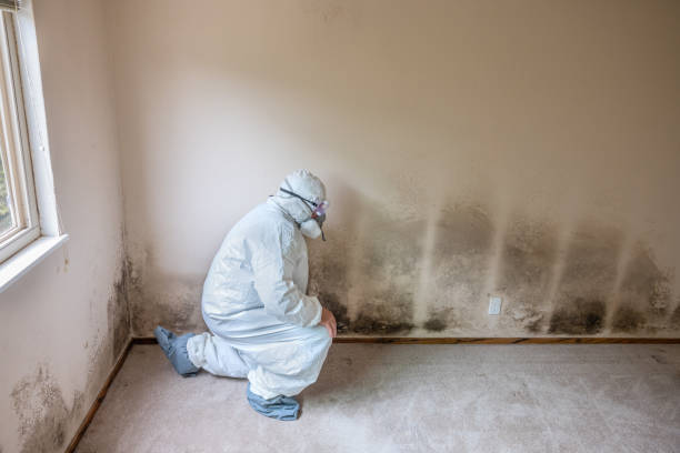 Best Attic Mold Removal  in Lakehurst, NJ