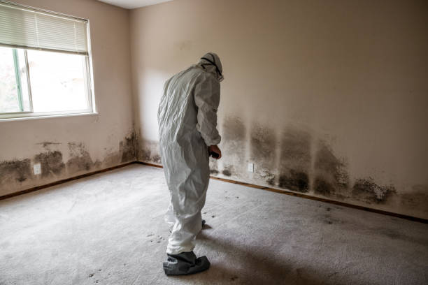 Best Toxic Mold Removal  in Lakehurst, NJ
