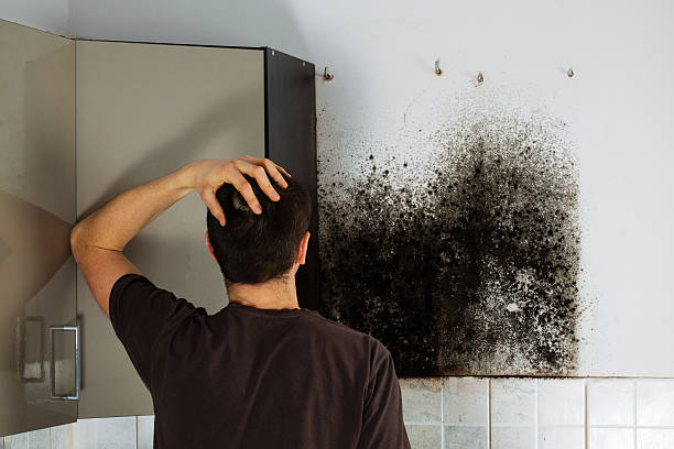 Best Office Mold Removal Services  in Lakehurst, NJ