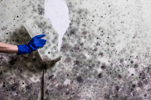 Reliable Lakehurst, NJ Mold Removal Solutions