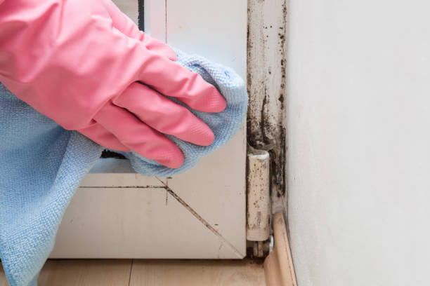 Best Toxic Mold Removal  in Lakehurst, NJ