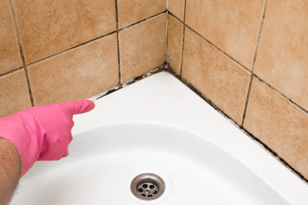 Best Local Mold Removal Service  in Lakehurst, NJ